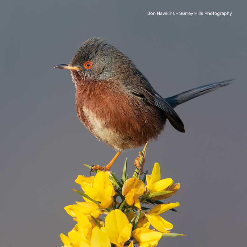 Dartford Warbler Digital Adoption