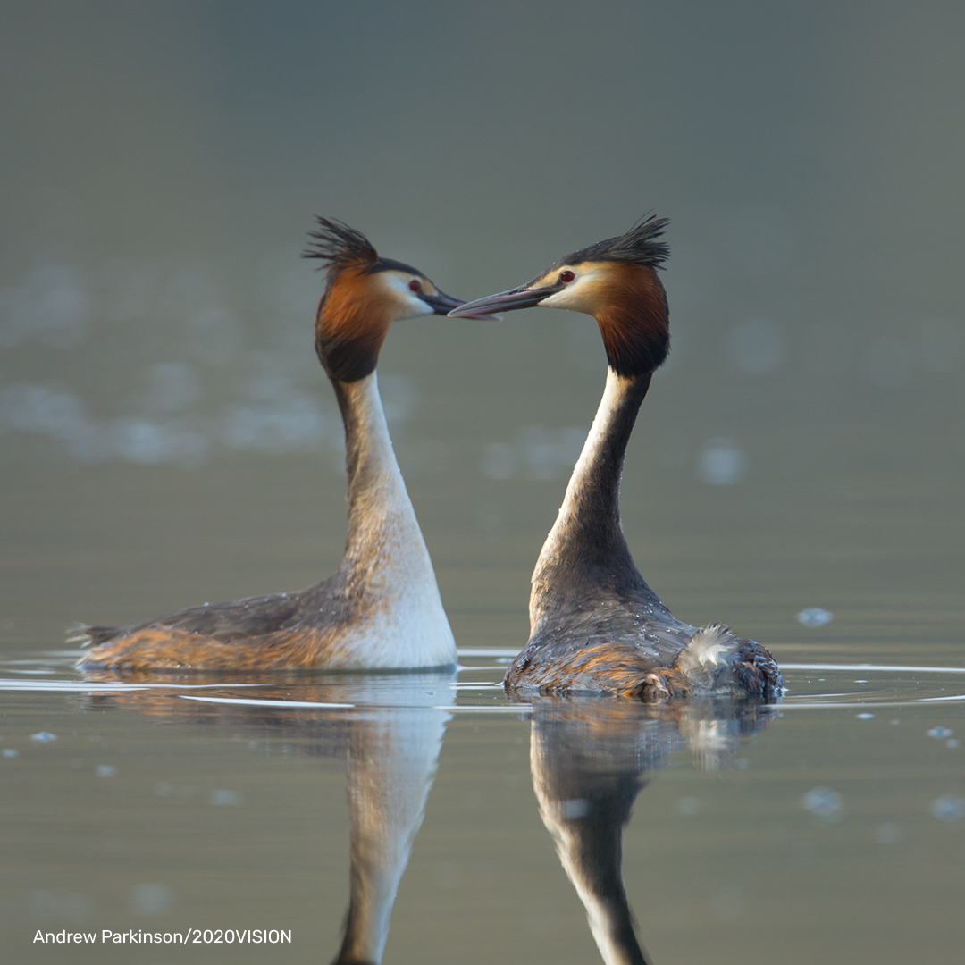 Great Crested Grebe Digital Adoption