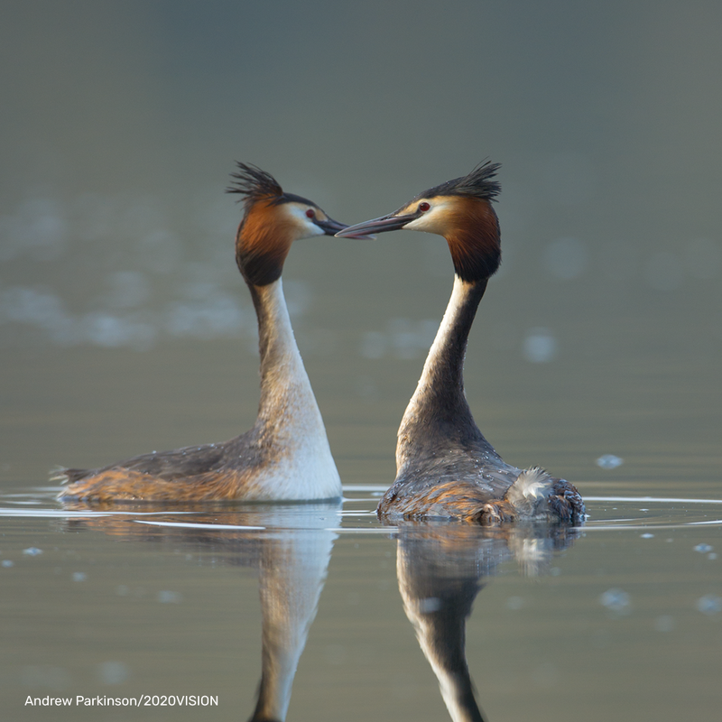 Great Crested Grebe Digital Adoption