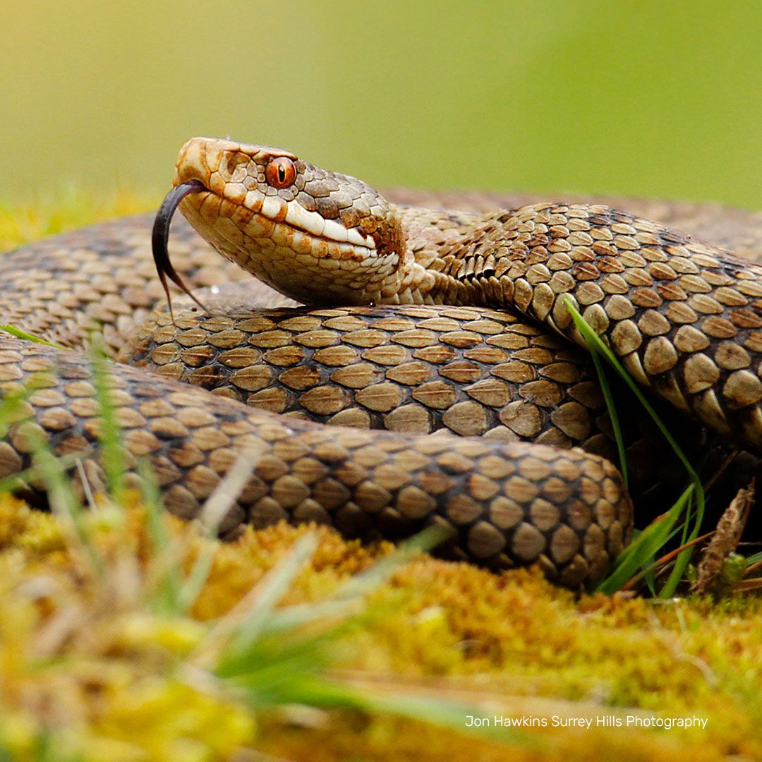 Adder Digital Adoption