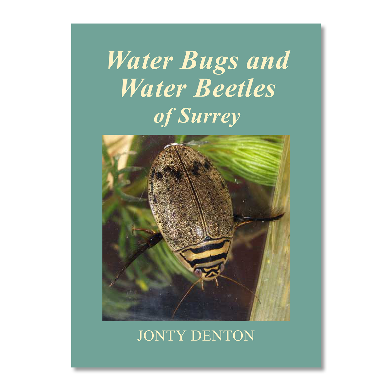 Water Bugs &amp; Water Beetles of Surrey