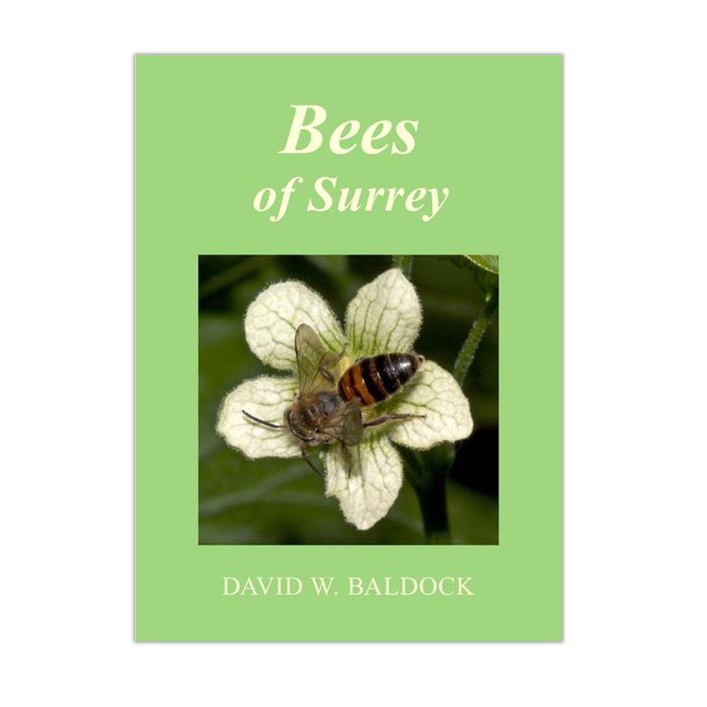 Bees of Surrey