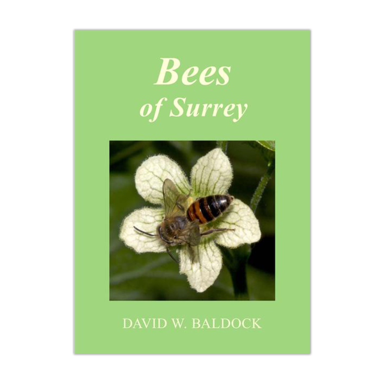 Bees of Surrey