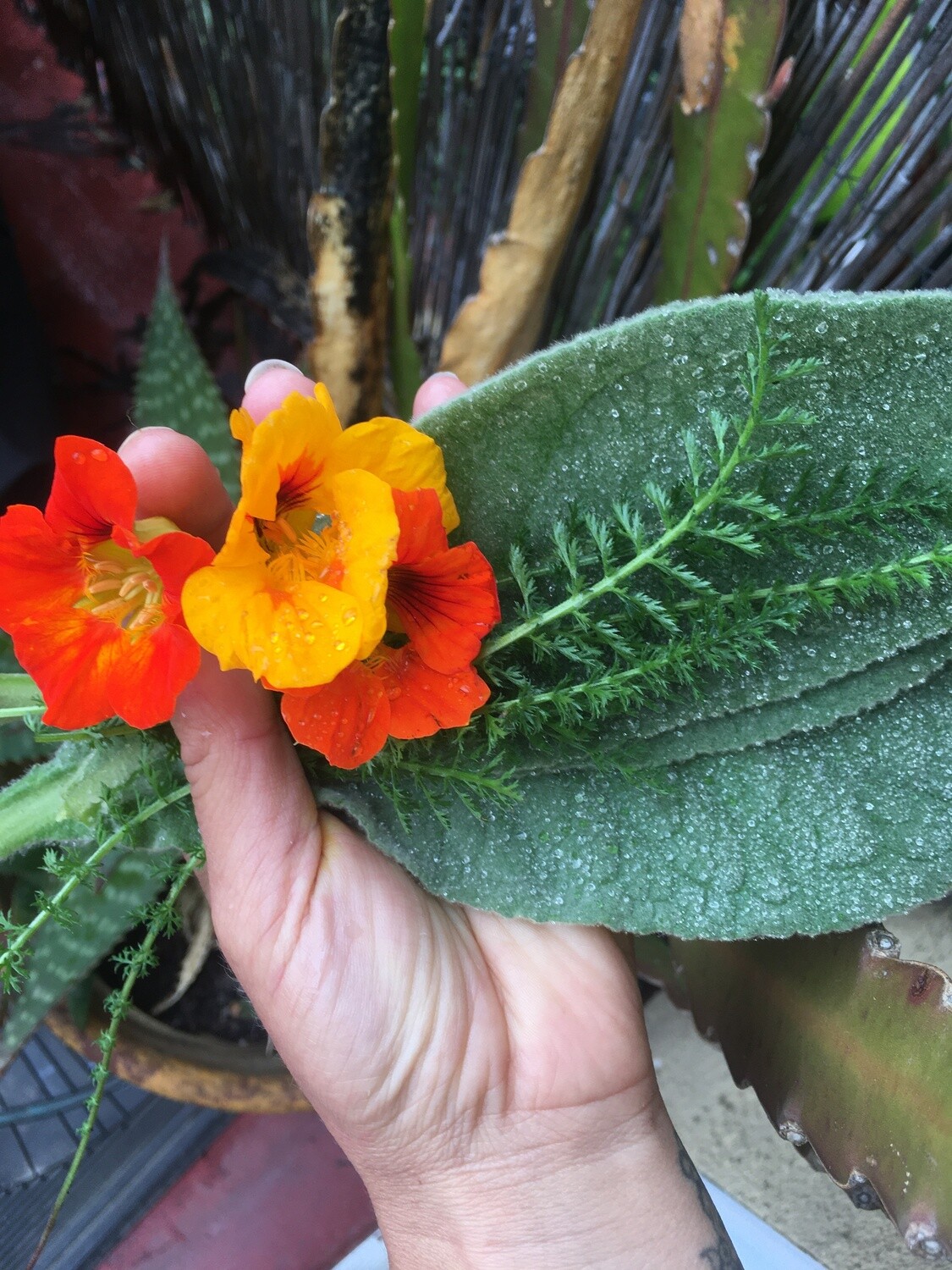 FIRE CIDER Immunity Elixir FIRE CIDER Immunity Elixir