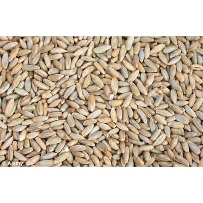 Rye Malt ($6.20 per kg)