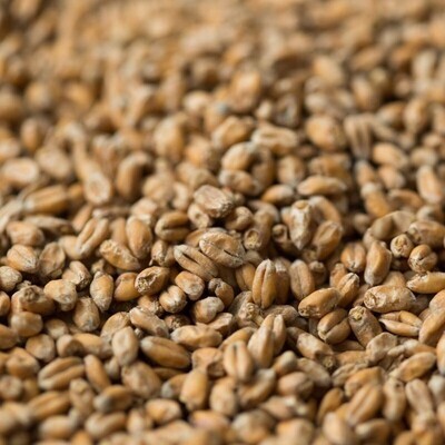 Wheat Malt ($4.70 per kg)