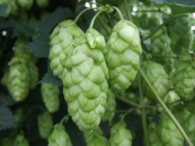 East Kent Golding T90 (100g)
