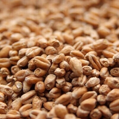 Weyermann Wheat Malt Pale $5.75 per KG