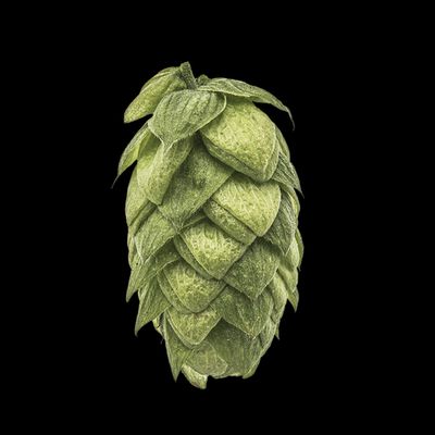 Azacca® Hops - 100g
