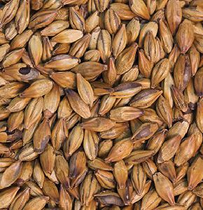 Redback malt ($5.30 per kg)