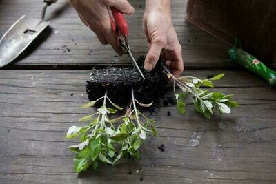 Foraging and planting snips for harvesting and root pruning