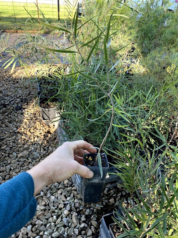 Gumbi gumbi plant (Pittosporum angustifolium)