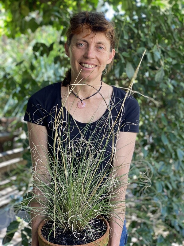 Native lemon grass (Cymbopogon ambiguus)