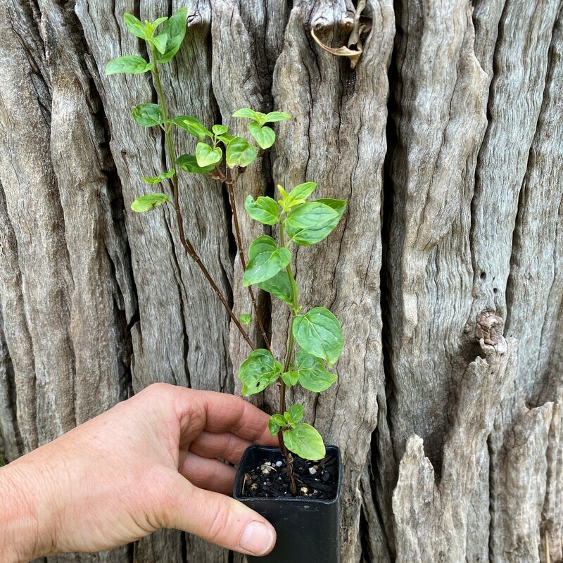 Native river mint (Mentha australis) - chocolate mint flavour