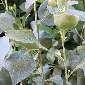 Old man salt bush (Atriplex nummularia)