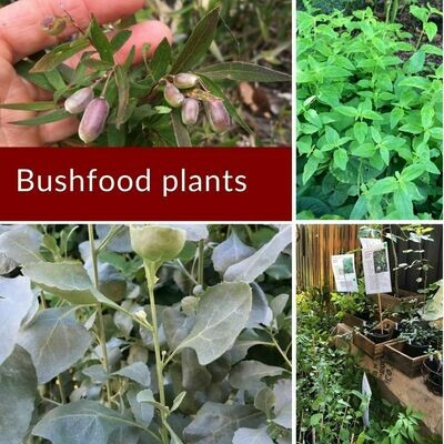 Bushfood plants