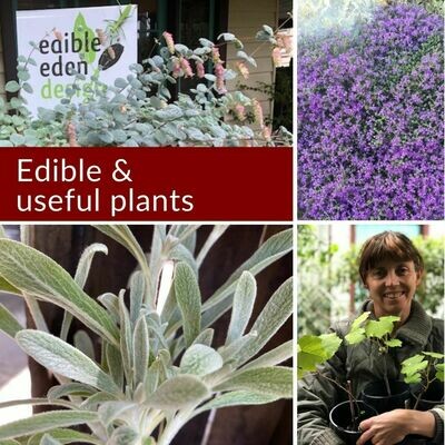 Edible & useful plants