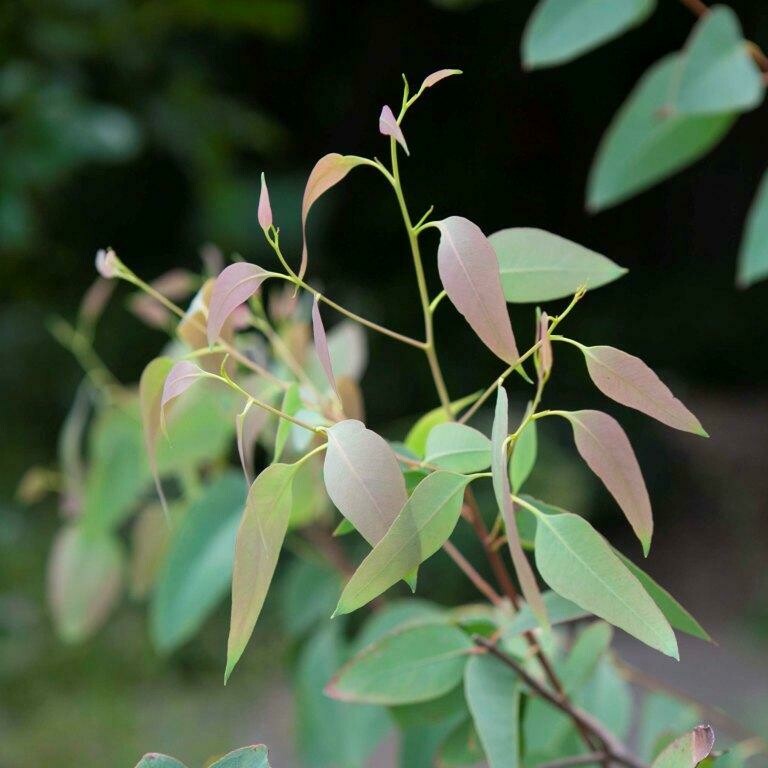 Strawberry Gum (Eucalyptus olida)