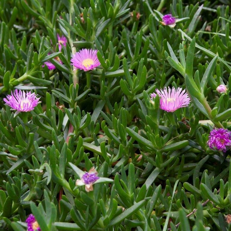Pigface (​Carpobrotus rossii)