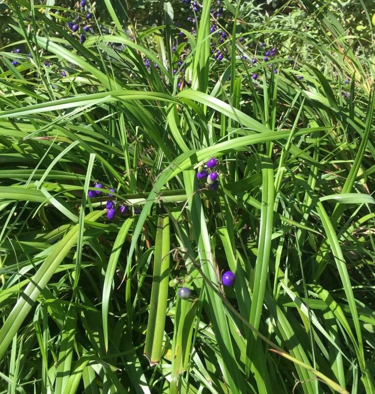 Flax lily, pale (Dianella longifolia)