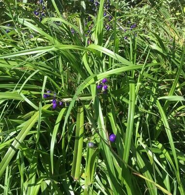 Flax lily - black anther (Dianella admixta)