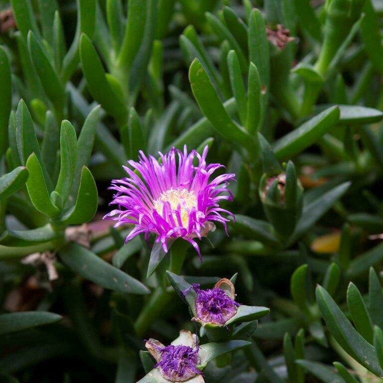 Pigface (​Carpobrotus rossii)