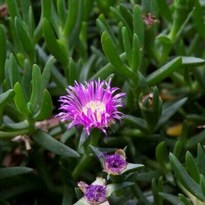 Pigface (​Carpobrotus rossii)