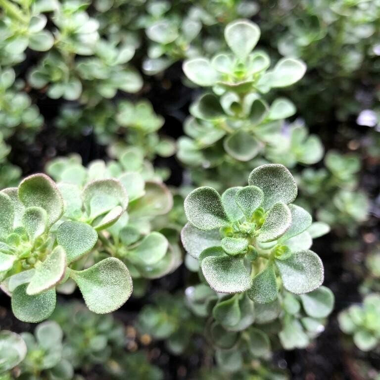Native oregano or thyme (Prostanthera rotundifolia)