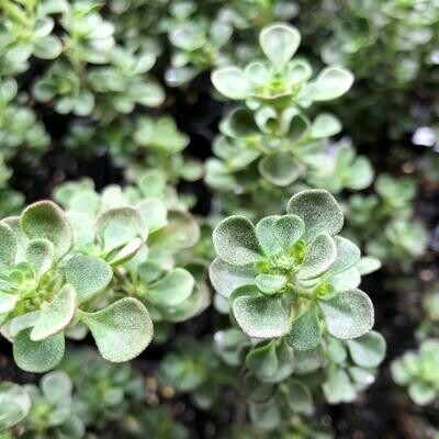 Native oregano or thyme (Prostanthera rotundifolia)