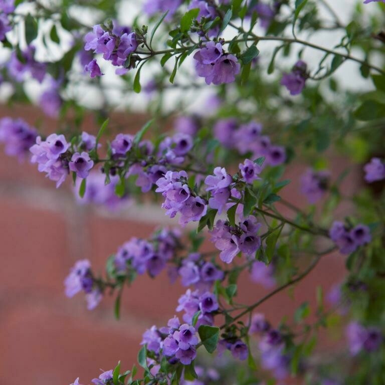 Native oregano or thyme (Prostanthera rotundifolia)