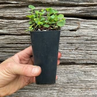 Native Violet (Viola hederacea)