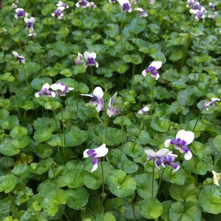 Native Violet (Viola hederacea)