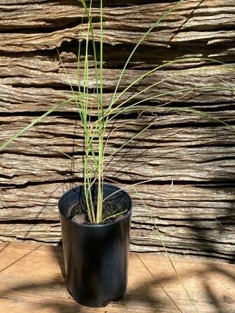 Native lemon grass (Cymbopogon ambiguus)