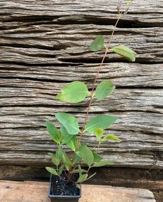 Strawberry Gum (Eucalyptus olida)