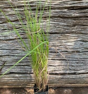 Kangaroo Grass (Themeda triandra)