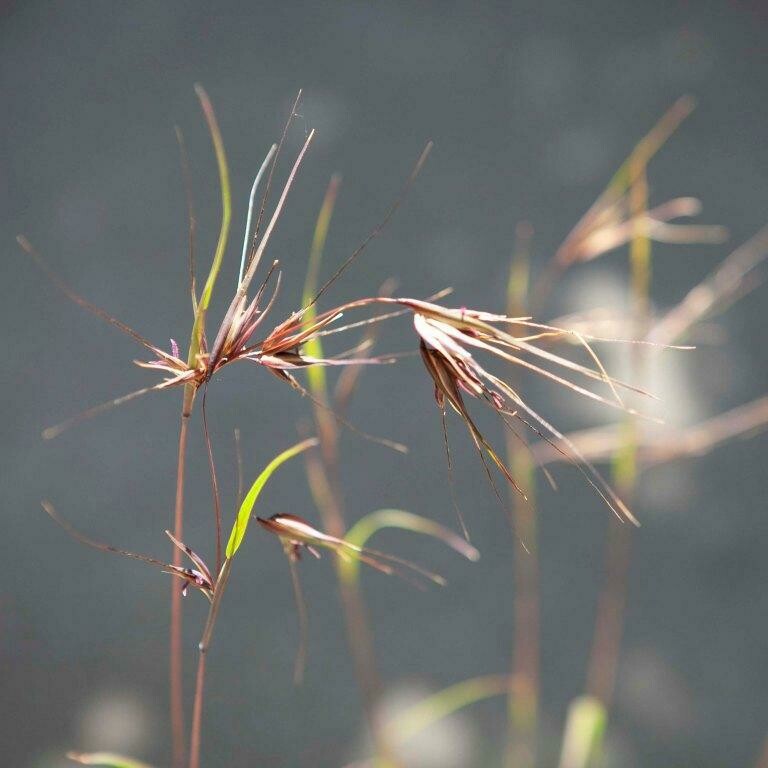 Kangaroo Grass (Themeda triandra)