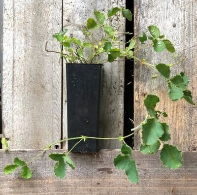 Running Postman (Kennedia prostrata)