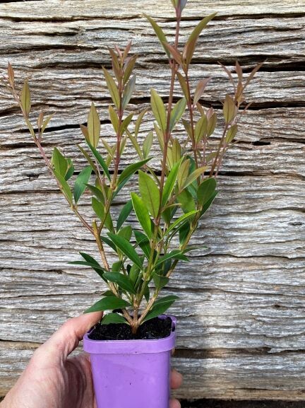 Lilly pilly (Acmena smithii) 'Minor'