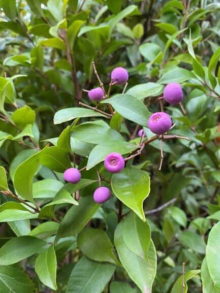 Lilly pilly (Acmena smithii) 'Minor'