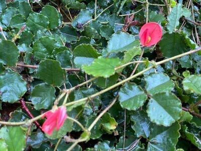 Running Postman (Kennedia prostrata) Running Postman (Kennedia prostrata)