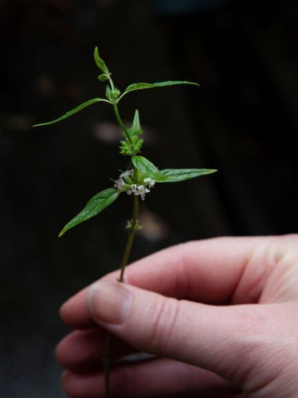 Native river mint (Mentha australis) - spearmint flavour