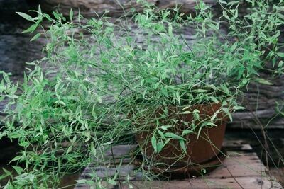 Native river mint (Mentha australis) - spearmint flavour