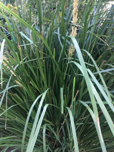 Mat rush (Lomandra longifolia)