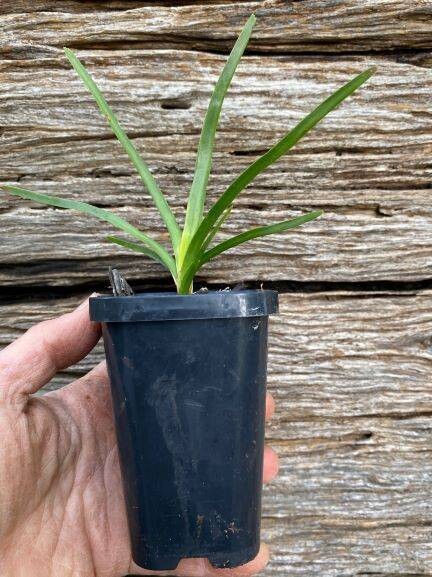 Mat rush (Lomandra longifolia)
