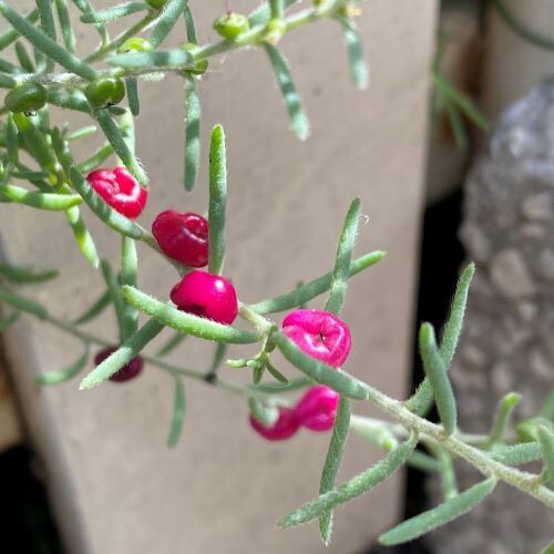 Ruby Saltbush (Enchylaena tomentosa​)