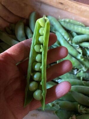 Telephone Pea Seeds