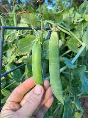 Telephone Pea Seeds