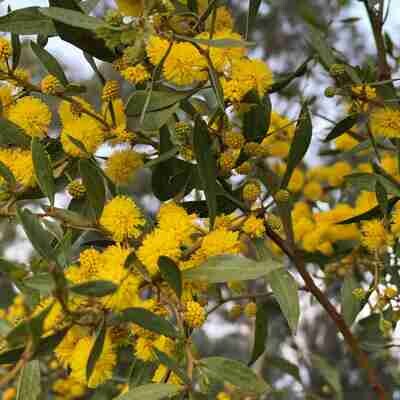 Varnish Wattle (Acacia verniciflua)