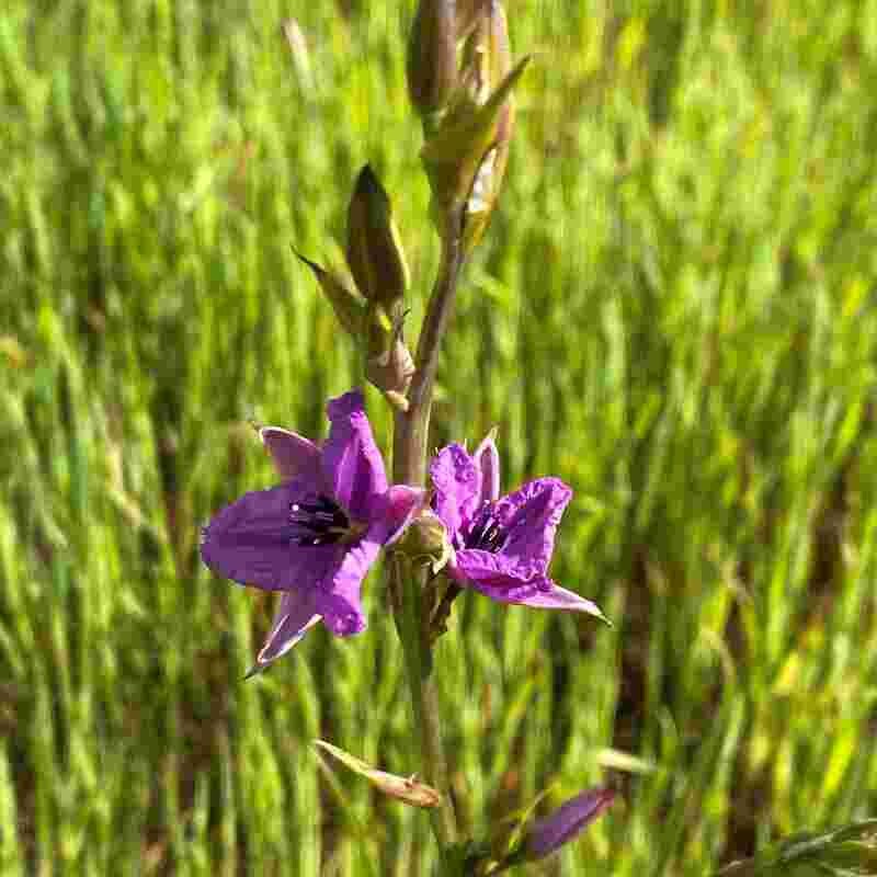 Chocolate Lily (Dichopogon strictus)