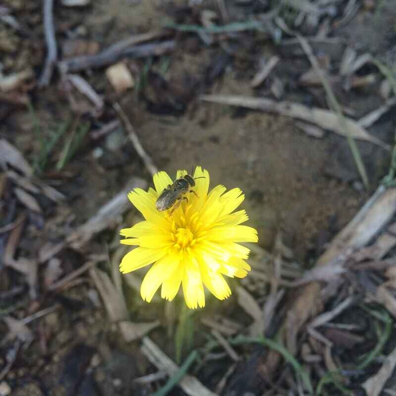 Yam Daisy, Myrnong (Microseris sp.)